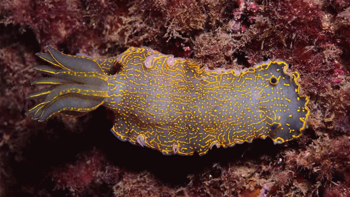 El Port Olímpic impulsa la recuperación de más de 100 especies marinas
