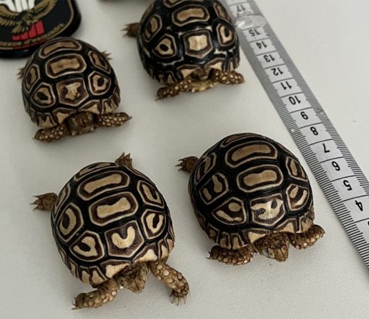 Pillan a un hombre que vendía tortugas leopardo por internet Pillan a un hombre que vendía tortugas leopardo por internet