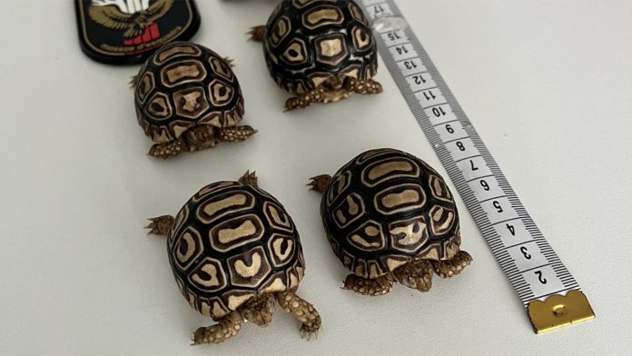Pillan a un hombre que vendía tortugas leopardo por internet