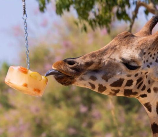 Protocolo especial en el Zoo de Barcelona para proteger a los animales del calor Protocolo especial en el Zoo de Barcelona para proteger a los animales del calor