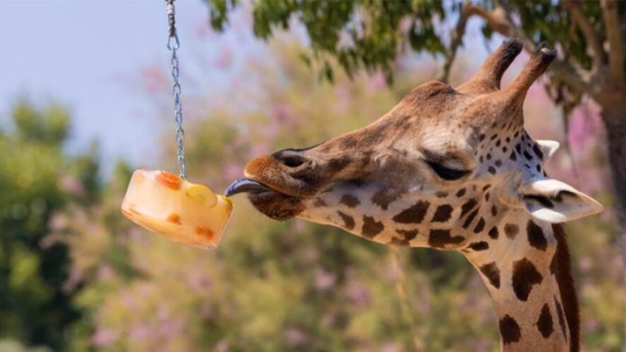 Protocolo especial en el Zoo de Barcelona para proteger a los animales del calor