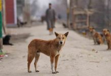 28 de septiembre, Día Mundial contra la Rabia 28 de septiembre, Día Mundial contra la Rabia