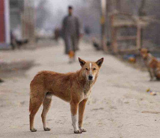 28 de septiembre, Día Mundial contra la Rabia 28 de septiembre, Día Mundial contra la Rabia