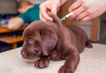 Catalunya, desprotegida frente a la rabia: no es obligatoria la vacuna en mascotas Catalunya, desprotegida frente a la rabia: no es obligatoria la vacuna en mascotas