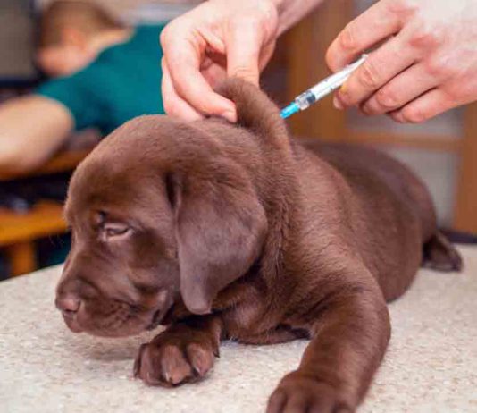 Catalunya, desprotegida frente a la rabia: no es obligatoria la vacuna en mascotas Catalunya, desprotegida frente a la rabia: no es obligatoria la vacuna en mascotas