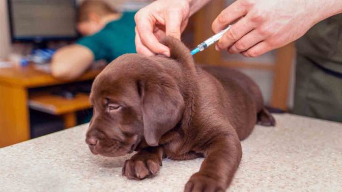Catalunya, desprotegida frente a la rabia: no es obligatoria la vacuna en mascotas