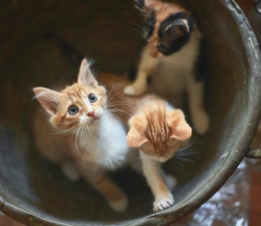 Colonias felinas: reclaman más formación y técnica para una gestión responsable Colonias felinas reclaman más formación y técnica para una gestión responsable