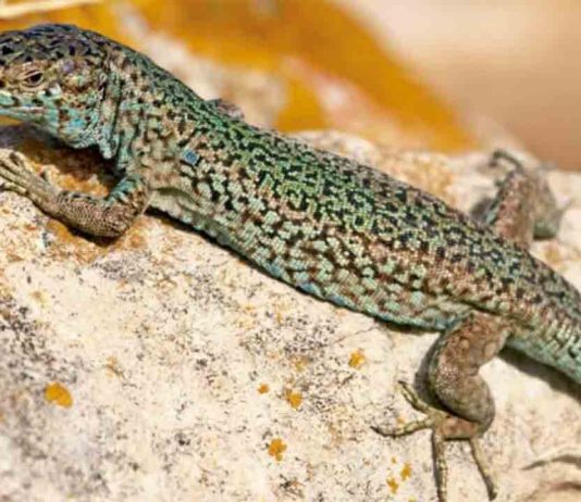 El Zoo de Barcelona y Baleares amplían la protección de la lagartija pitiusa El Zoo de Barcelona y Baleares amplían la protección de la lagartija pitiusa