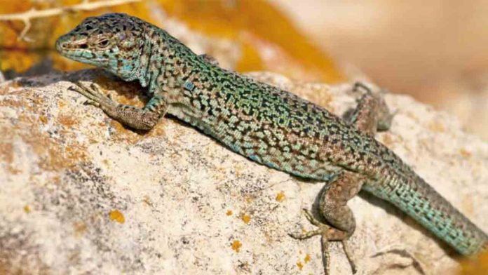 El Zoo de Barcelona y Baleares amplían la protección de la lagartija pitiusa