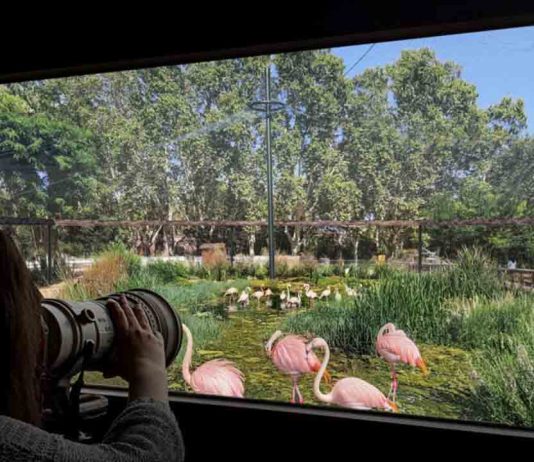 Bioscope y otros nuevos espacios transformarán el Zoo de Barcelona hacia 2030 Bioscope y otros nuevos espacios transformarán el Zoo de Barcelona hacia 2030