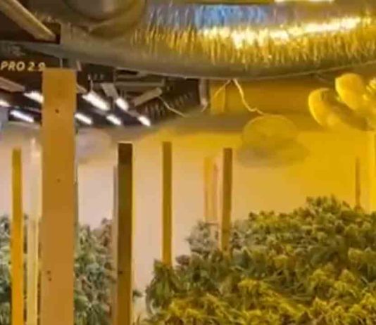 Cae una red que enviaba drogas a Europa usando empresas de paquetería Cae una red que enviaba drogas a Europa usando empresas de paquetería