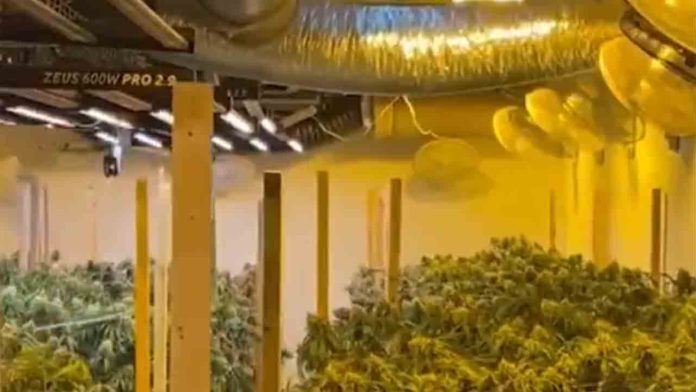 Cae una red que enviaba drogas a Europa usando empresas de paquetería