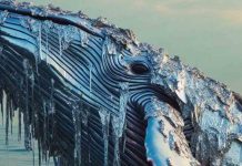 El 46% de la fauna marina en Barcelona contiene microplásticos El 46% de la fauna marina en Barcelona contiene microplásticos