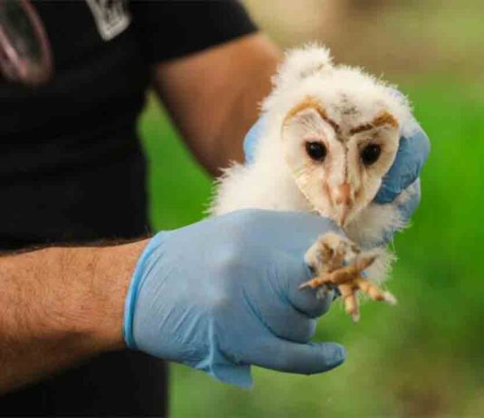 Reintroducción de la lechuza en Montjuïc: un impulso a la biodiversidad urbana Reintroducción de la lechuza en Montjuïc