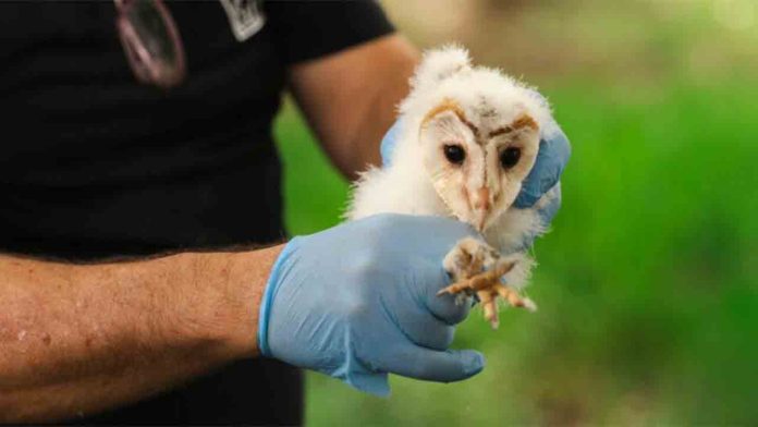Reintroducción de la lechuza en Montjuïc