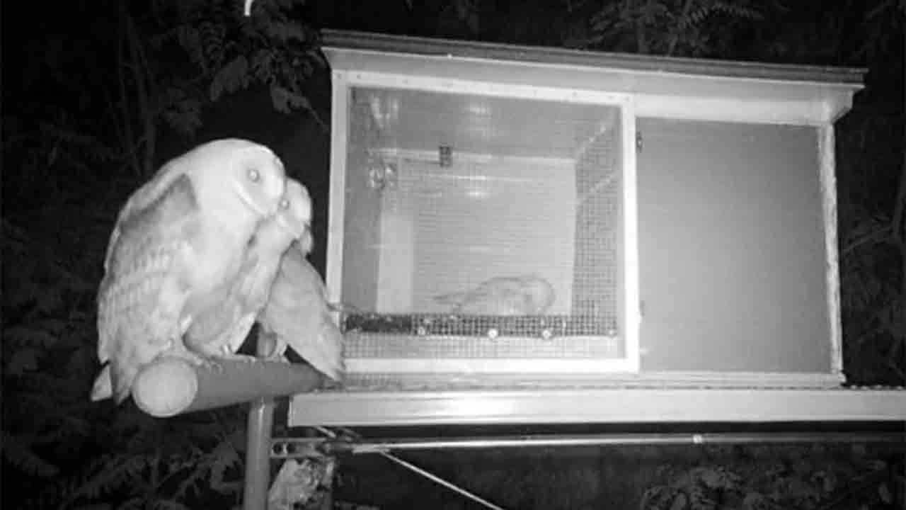 Reintroducción de la lechuza en Montjuïc