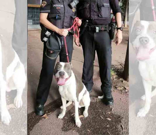 Rescatado un perro en condiciones deplorables en la Verneda Rescatado un perro en condiciones deplorables en la Verneda