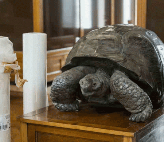 Traslado de las colecciones de zoología del Castillo de los Tres Dragones Traslado de las colecciones de zoología del Castillo de los Tres Dragones