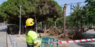 Barcelona recupera el 80% de su arbolado tras la sequía Barcelona recupera el 80% de su arbolado tras la sequía