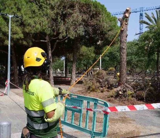 Barcelona recupera el 80% de su arbolado tras la sequía Barcelona recupera el 80% de su arbolado tras la sequía