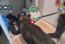 Desmantelada una célula del Tren de Aragua con detenciones en Barcelona Desmantelada una célula del Tren de Aragua con detenciones en Barcelona