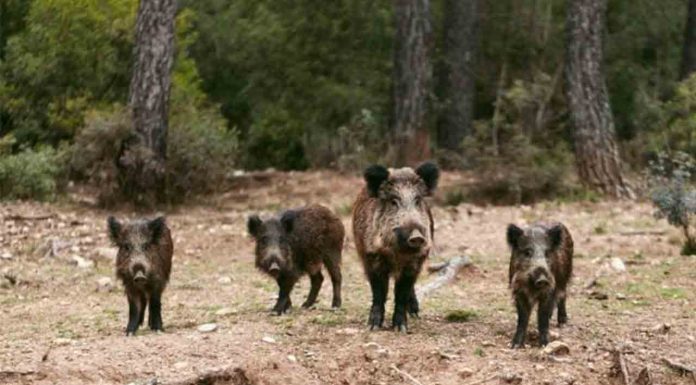 Detectan los primeros casos de peste porcina africana en Collserola desde 1994 Detectan los primeros casos de peste porcina africana en Collserola desde 1994