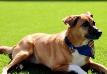 El CAACB se suma a una nueva edición de la campaña “Els Pericos No Abandonen” El CAACB se suma a una nueva edición de la campaña “Els Pericos No Abandonen”