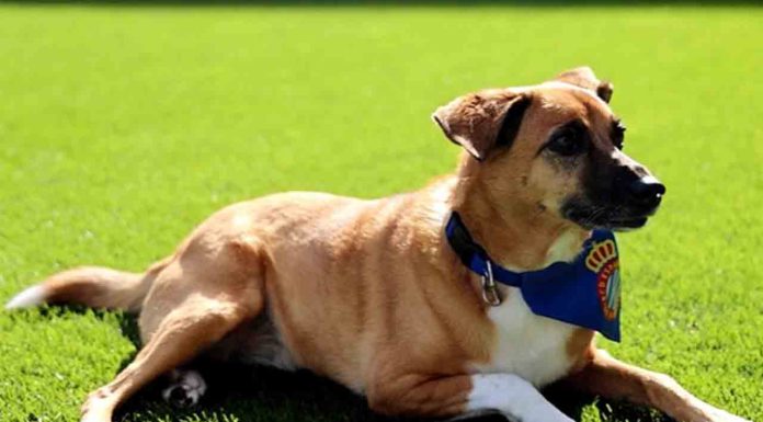 El CAACB se suma a una nueva edición de la campaña “Els Pericos No Abandonen” El CAACB se suma a una nueva edición de la campaña “Els Pericos No Abandonen”