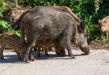 Nuevos casos de peste porcina en Collserola amplían las restricciones Nuevos casos de peste porcina en Collserola amplían las restricciones