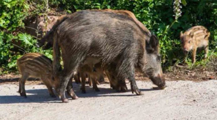 Nuevos casos de peste porcina en Collserola amplían las restricciones Nuevos casos de peste porcina en Collserola amplían las restricciones