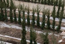 Comienza la plantación de cipreses en el laberinto de Horta Comienza la plantación de cipreses en el laberinto de Horta