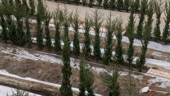 Comienza la plantación de cipreses en el laberinto de Horta Comienza la plantación de cipreses en el laberinto de Horta