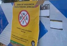 Crisis en Collserola por el brote de peste porcina africana Crisis en Collserola por el brote de peste porcina africana