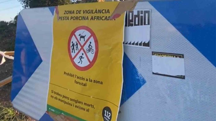 Crisis en Collserola por el brote de peste porcina africana Crisis en Collserola por el brote de peste porcina africana