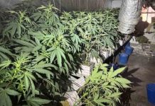 Dos incendios en pisos de Sant Martí destapan plantaciones de marihuana Dos incendios en pisos de Sant Martí destapan plantaciones de marihuana