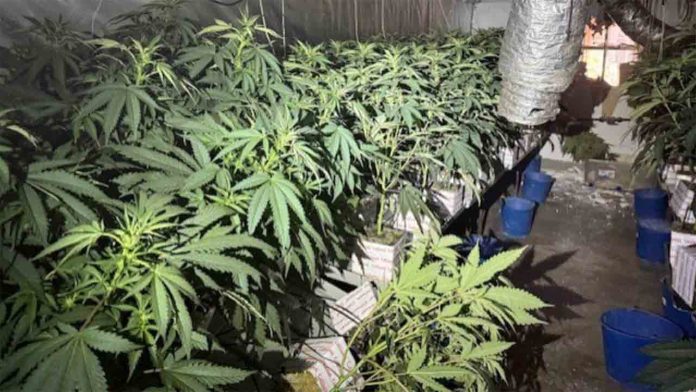 Dos incendios en pisos de Sant Martí destapan plantaciones de marihuana Dos incendios en pisos de Sant Martí destapan plantaciones de marihuana