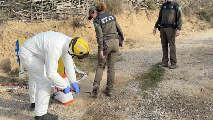 Nuevos positivos de peste porcina africana elevan el total a 16 casos Nuevos positivos de peste porcina africana elevan el total a 16 casos