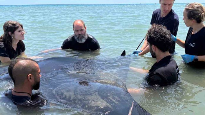 Aumentan los rescates de fauna marina en el litoral durante 2025