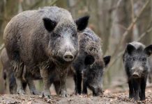 Drones con cámaras térmicas para el control de la peste porcina Drones con cámaras térmicas para el control de la peste porcina