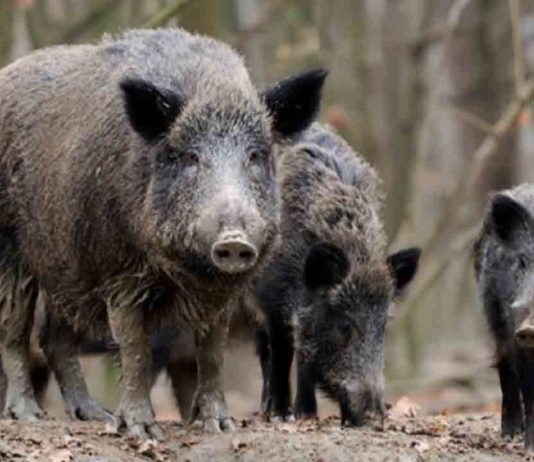 Drones con cámaras térmicas para el control de la peste porcina Drones con cámaras térmicas para el control de la peste porcina