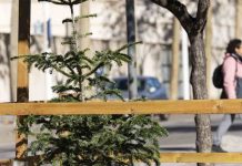 El Ayuntamiento despliega una amplia red para la recogida de árboles de Navidad El Ayuntamiento despliega una amplia red para la recogida de árboles de Navidad