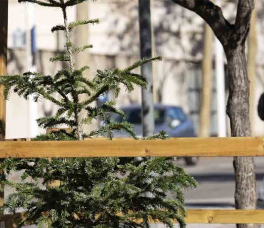El Ayuntamiento despliega una amplia red para la recogida de árboles de Navidad El Ayuntamiento despliega una amplia red para la recogida de árboles de Navidad
