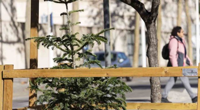 El Ayuntamiento despliega una amplia red para la recogida de árboles de Navidad El Ayuntamiento despliega una amplia red para la recogida de árboles de Navidad