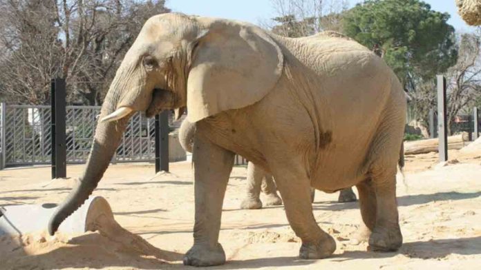 Muere la elefanta Susi, símbolo histórico del Zoo de Barcelona