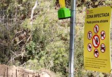 Se flexibilizan restricciones de la peste porcina limitando el acceso a Collserola Se flexibilizan restricciones de la peste porcina limitando el acceso a Collserola