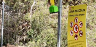 Se flexibilizan restricciones de la peste porcina limitando el acceso a Collserola Se flexibilizan restricciones de la peste porcina limitando el acceso a Collserola