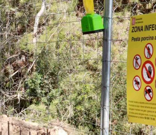 Se flexibilizan restricciones de la peste porcina limitando el acceso a Collserola Se flexibilizan restricciones de la peste porcina limitando el acceso a Collserola
