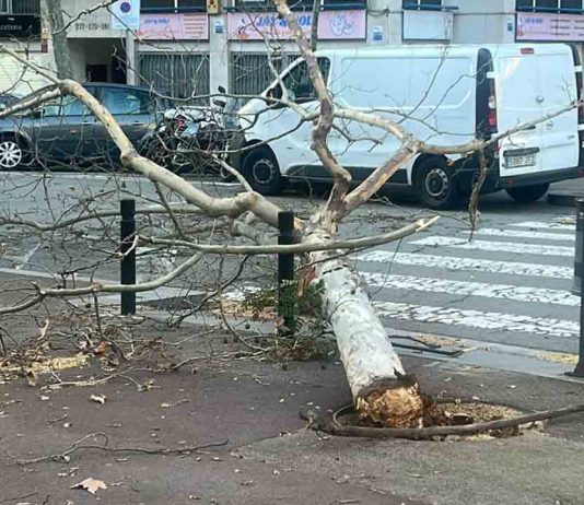 Barcelona activa la fase de emergencia por el temporal de viento Barcelona activa la fase de emergencia por el temporal de viento