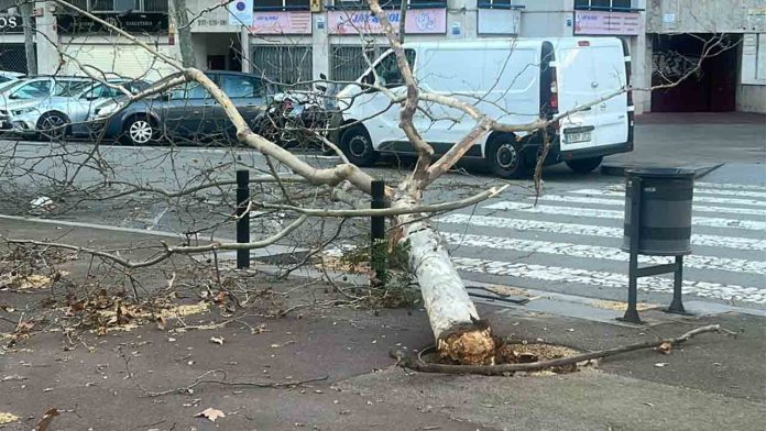 Barcelona activa la fase de emergencia por el temporal de viento