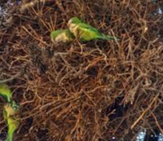 Interrupción temporal del servicio en la T4 del Trambesòs Interrupción temporal del servicio en la T4 del Trambesòs